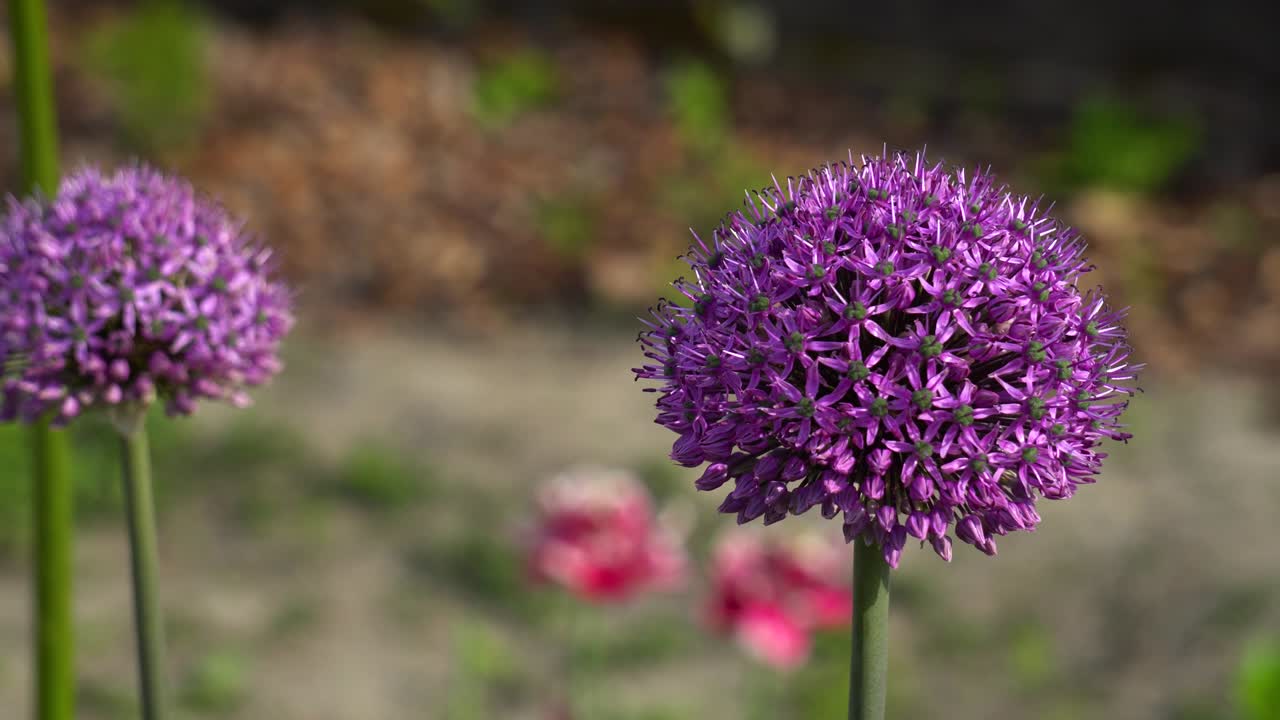 las flores de allium gladiador florecen en el jardín de primavera. las flores púrpuras crecen en el paisaje