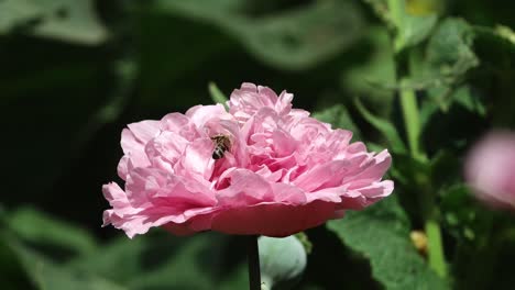 honey bee delving into a annual pink poppy