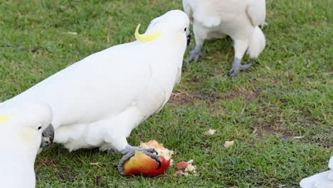 cacatuas comiendo frutas en el suelo cubierto de hierba