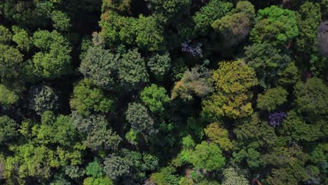 Flight-over-treetops-with-yellow-and-green-tones-on-a-sunny-day,-overhead-view-of-tropical-forest-in-El-Salvador