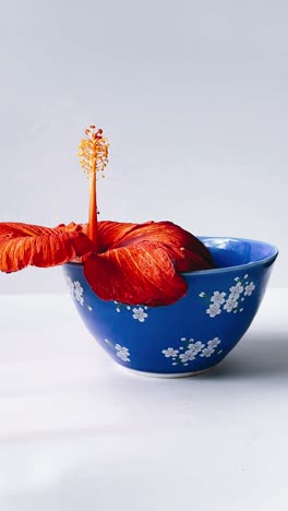 red hibiscus flower in a blue bowl