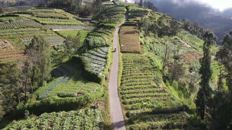 Aerial-view-of-a-motorbike-driving-around-a-garden-field-on-the-slopes-of-Mount-Sumbing,-Central-Java,-Indonesia