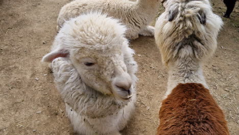 dos llamas tiradas en el suelo comiendo y masticando