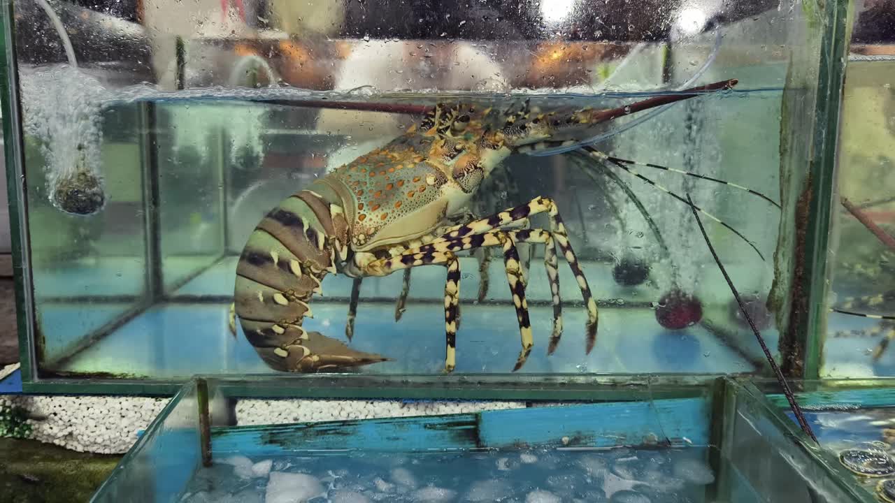 Live Lobster Display at a Seafood Market