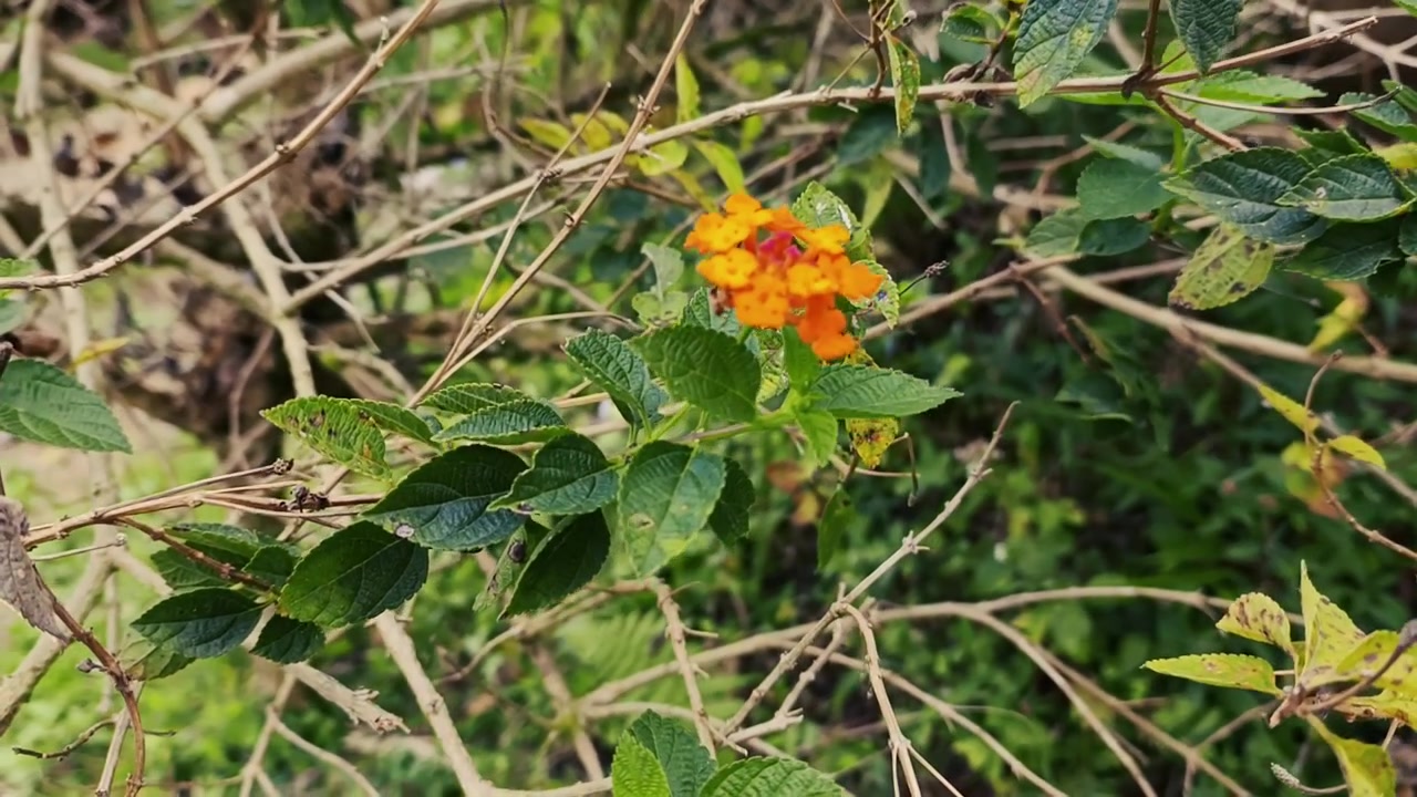 Piccolo fiore di Lantana arancione e giallo che sboccia in natura