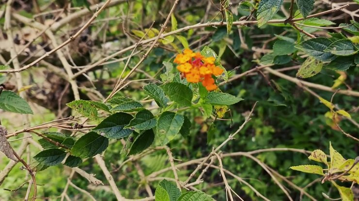 Piccolo fiore di Lantana arancione e giallo che sboccia in natura