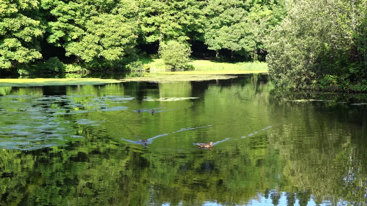 아일랜드 둔나리 삼림공원