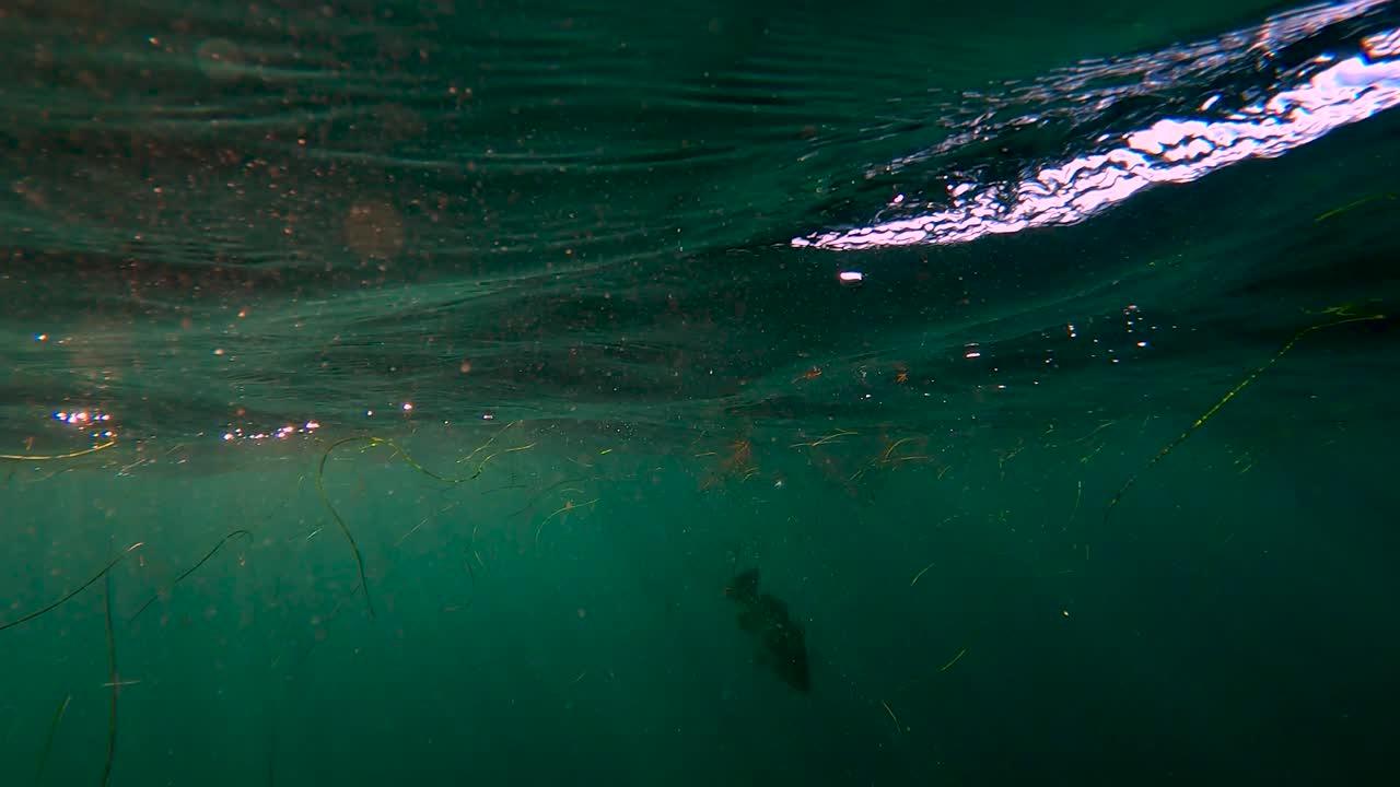 лучи света пронизывают поверхность, заливая рыбу золотистым светом