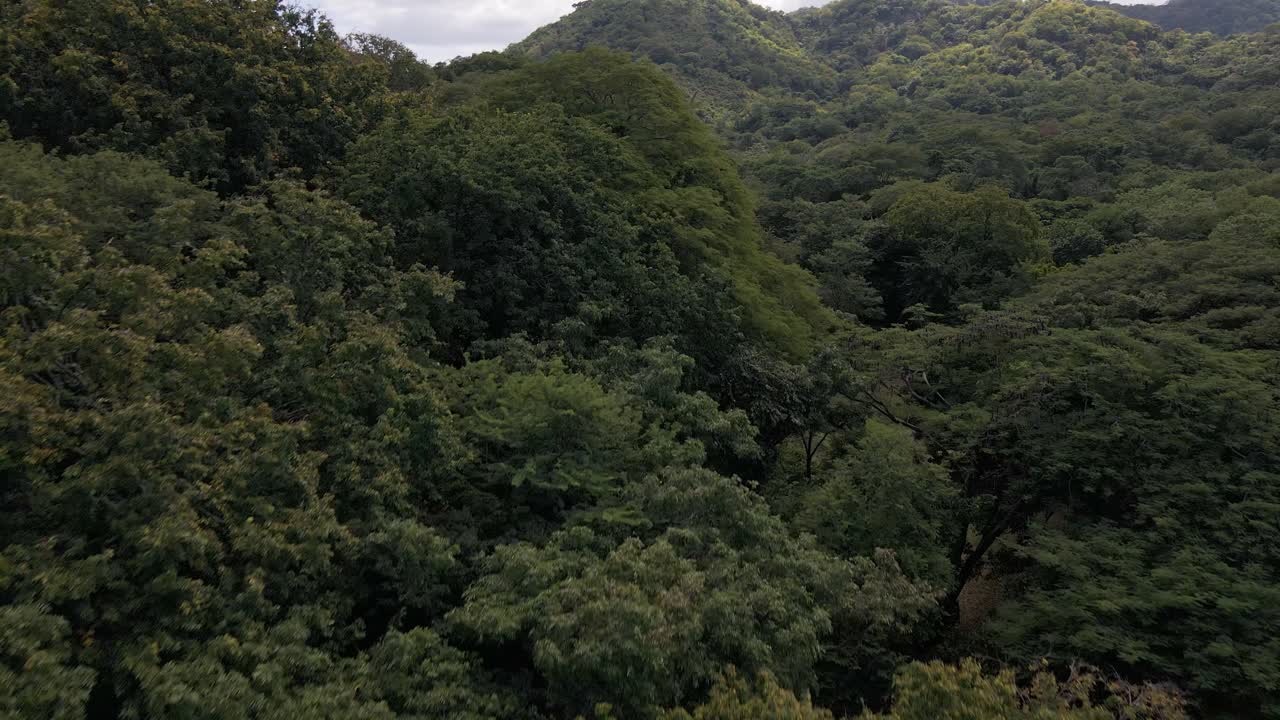tiro aéreo ascendente sobre la parte superior de árboles lucious muy verdes en la provincia de guanacaste, costa rica