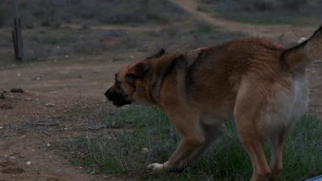 el perro de raza mixta parece emocionado mientras patea el suelo y la hierba