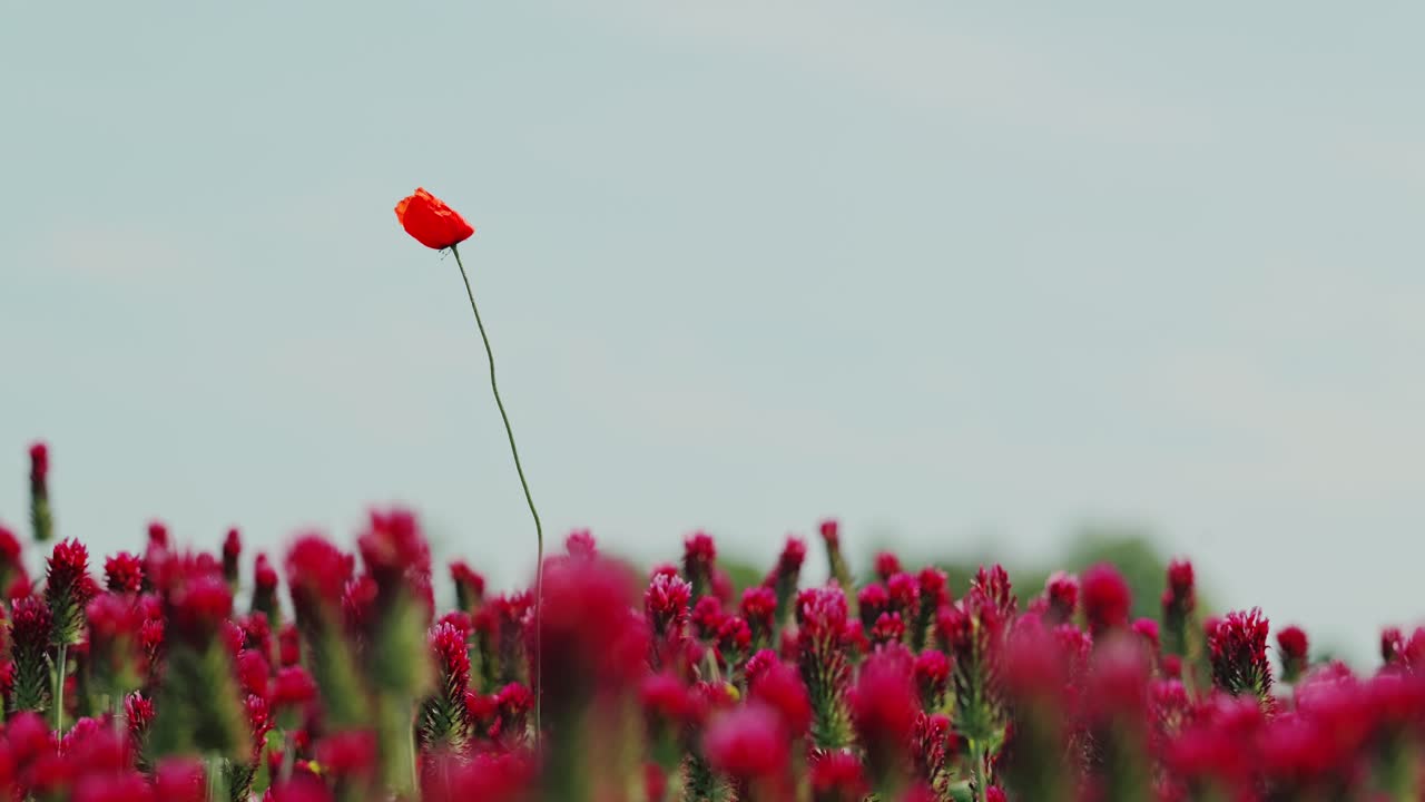 Statically filmed poetic slow motion clip of Latvia-style clover and lone poppy