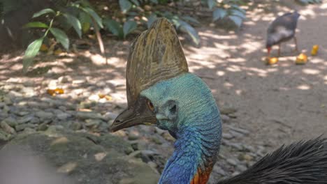 closeup of a southern cassowary's head in the rainforest