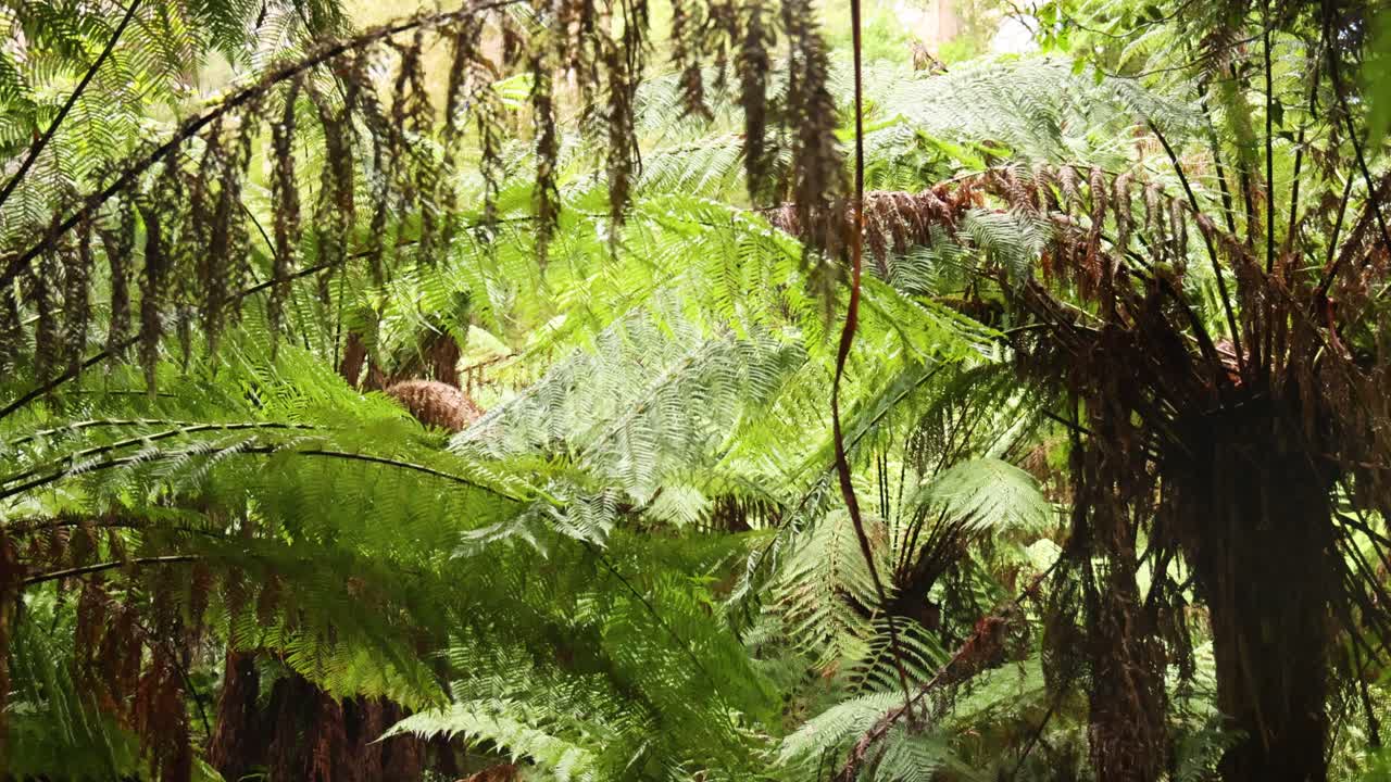 Person geht auf üppigem Regenwaldpfad