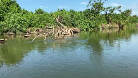 View of the forest and nature river in summertime