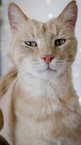 owner petting his beautiful cat pov shot, vertical