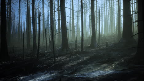 Verbrannte-Bäume-Nach-Einem-Waldbrand-Mit-Umweltverschmutzung-Und-Viel-Rauch