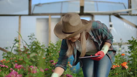 Una-Hermosa-Florista-Camina-Por-El-Invernadero-Con-Una-Tableta,-Revisa-Las-Rosas-Cultivadas,-Realiza-Un-Seguimiento-De-La-Cosecha-Y-Revisa-Las-Flores-Para-Los-Clientes-Comerciales.