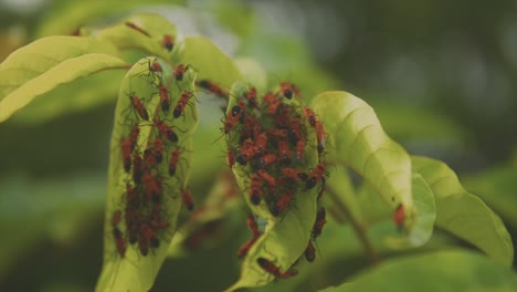 Insects-swarm-around-two-leaves-cutting-and-building-nest,-close-up