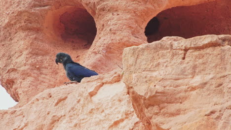 muy joven guacamayo de lear, ave rara en la entrada del nido de arenisca