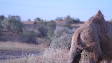 bactrian camel walking off