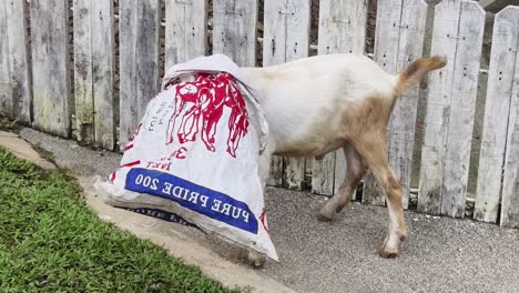 goat with a bag on its head