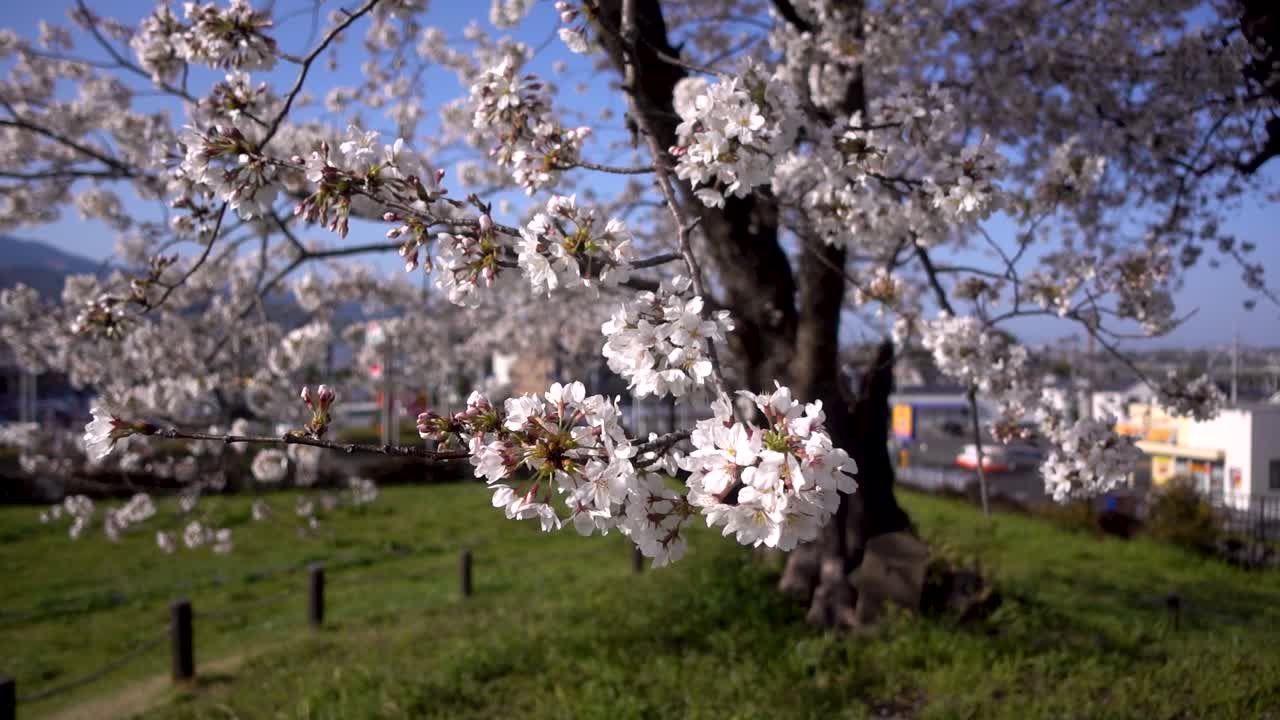 Scena al rallentatore di bellissimi fiori di Sakura che ondeggiano sullo sfondo di un quartiere giapponese.
