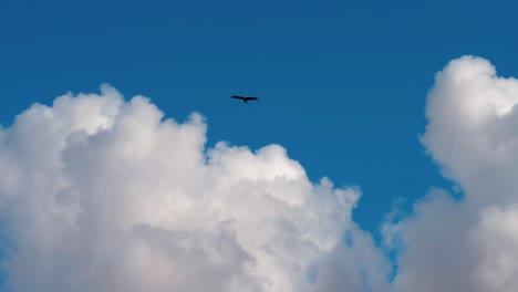 Adler-Fliegt-Im-Australischen-Outback