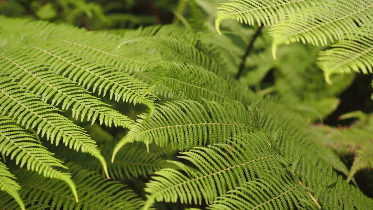 primer plano de las hojas de helecho verde
