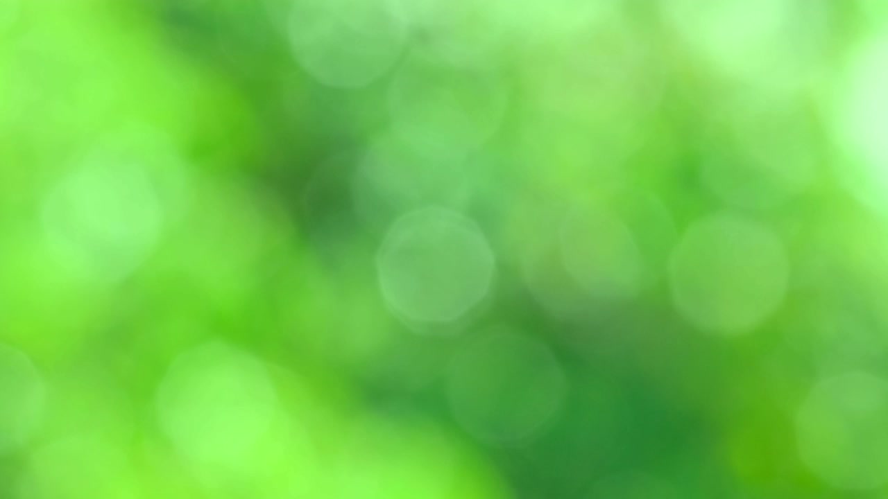 fondo biológico, abstracto follaje borroso luz solar brillante