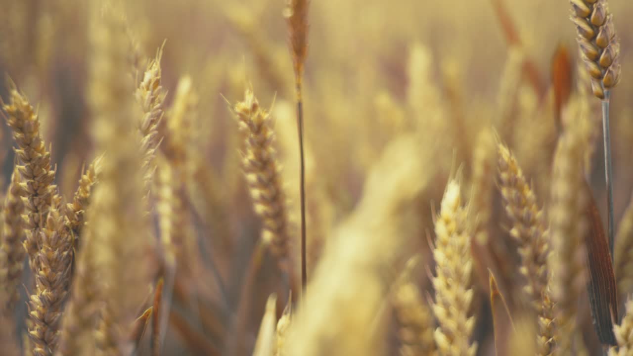 Golden wheat field in the sunshine, showcasing ripe grains ready for harvest. This close-up shot captures the beauty and abundance of nature, symbolizing growth, agriculture, and healthy living.