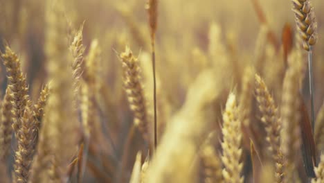golden wheat field in the sunshine, showcasing ripe grains ready for harvest. this close-up shot captures the beauty and abundance of nature, symbolizing growth, agriculture, and healthy living.