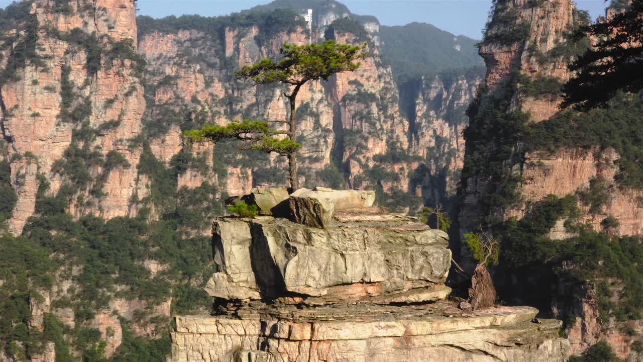un solo árbol endémico chino raro crece en la cima de la aguja de la montaña zhangjiajie, wulingyuan hunan china, ascenso aéreo