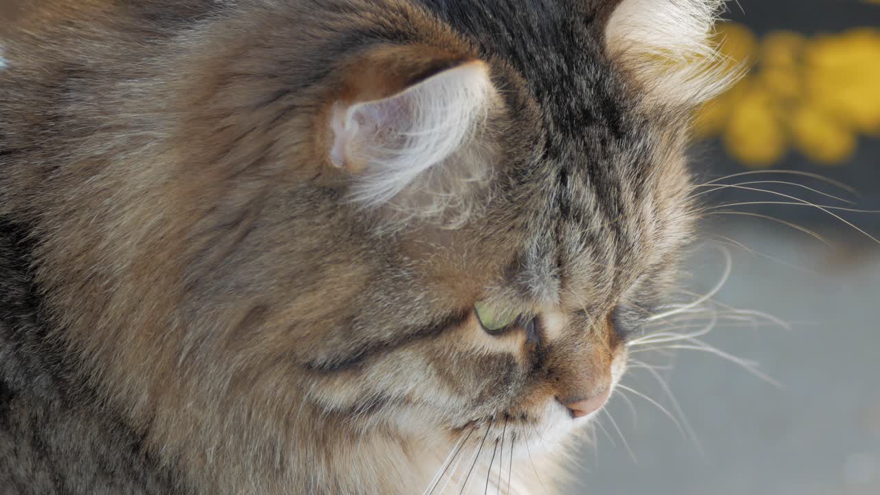 Gatto siberiano adorabile e tenero, assonnato sul pavimento