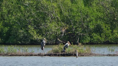 Zwei-Individuen-Blicken-Nach-Rechts,-Während-Sie-Auf-Dem-Damm-Mit-Gras-Ruhen,-Bemalter-Storch-Mycteria-Leucocephala,-Thailand