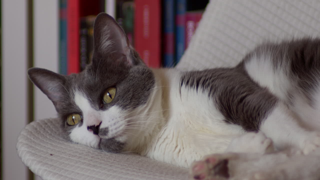 Primo piano di un gatto grigio e bianco che riposa pacificamente in casa