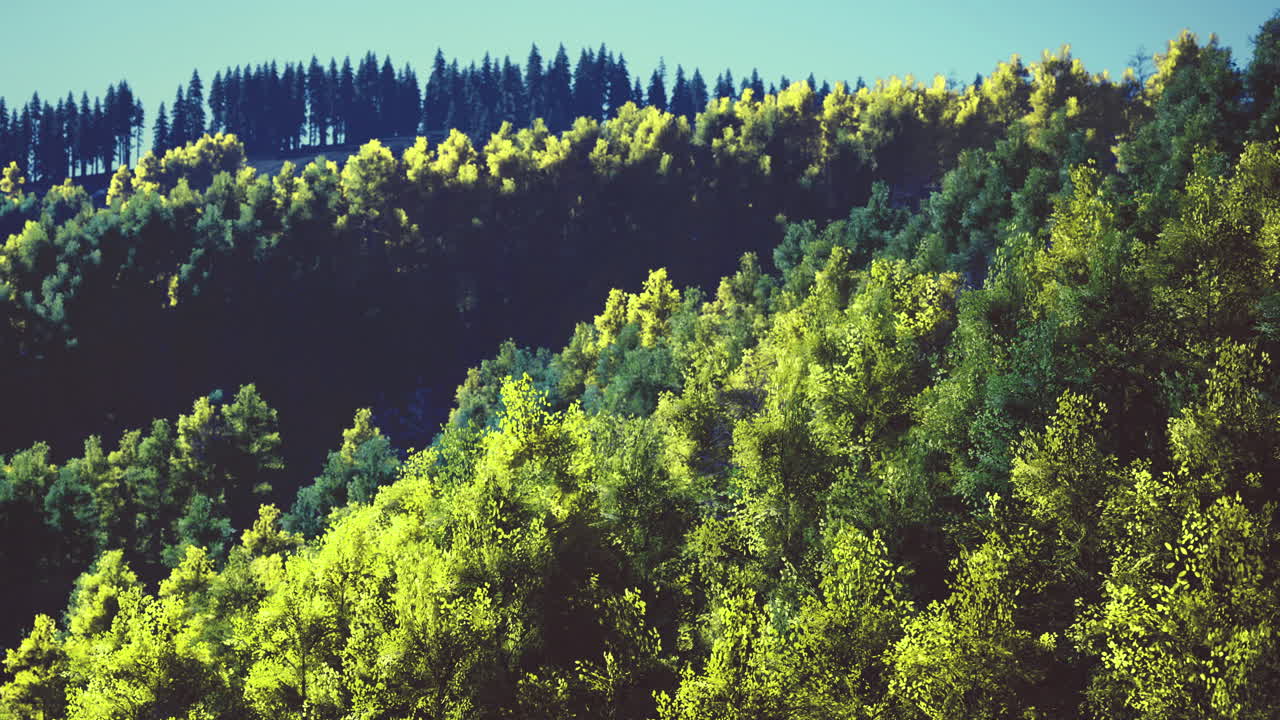 Vibrant green hills blend with dark forests in a tranquil landscape setting