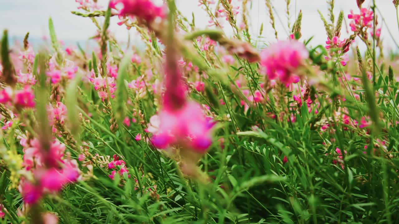 Lyserøde blomster svajer blidt på en grøn mark