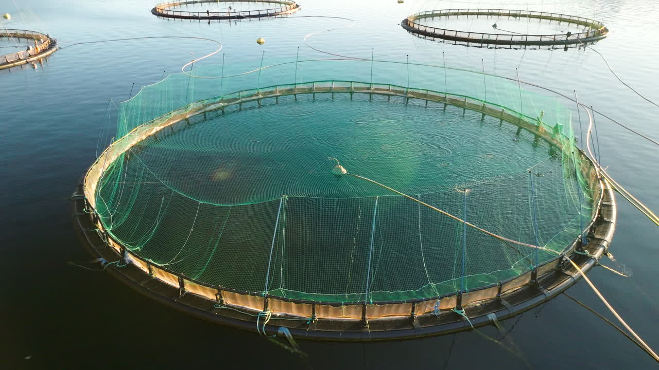 Arcing aerial view of jumping salmon in Norwegian marine pen during feeding time