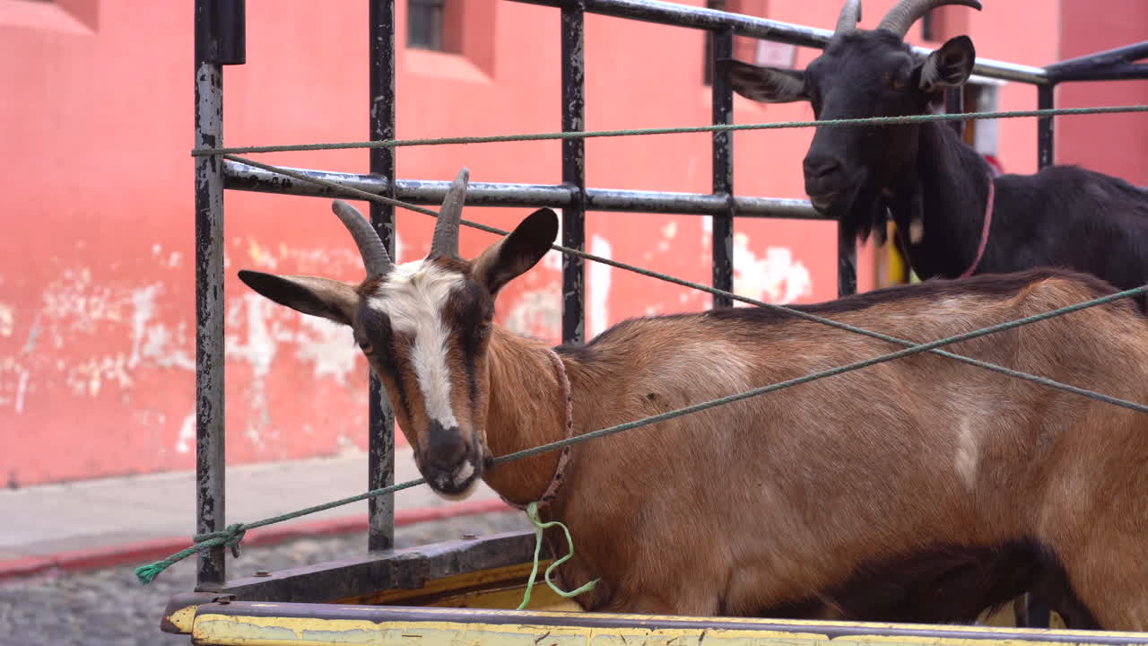 도시의 염소 떼