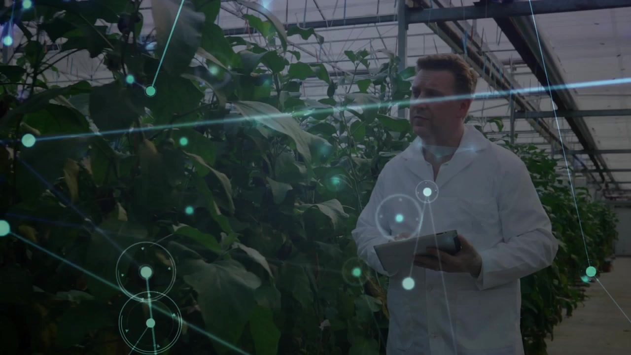 Researcher walking greenhouse, touching leaf and activating data overlays for crop health analysis