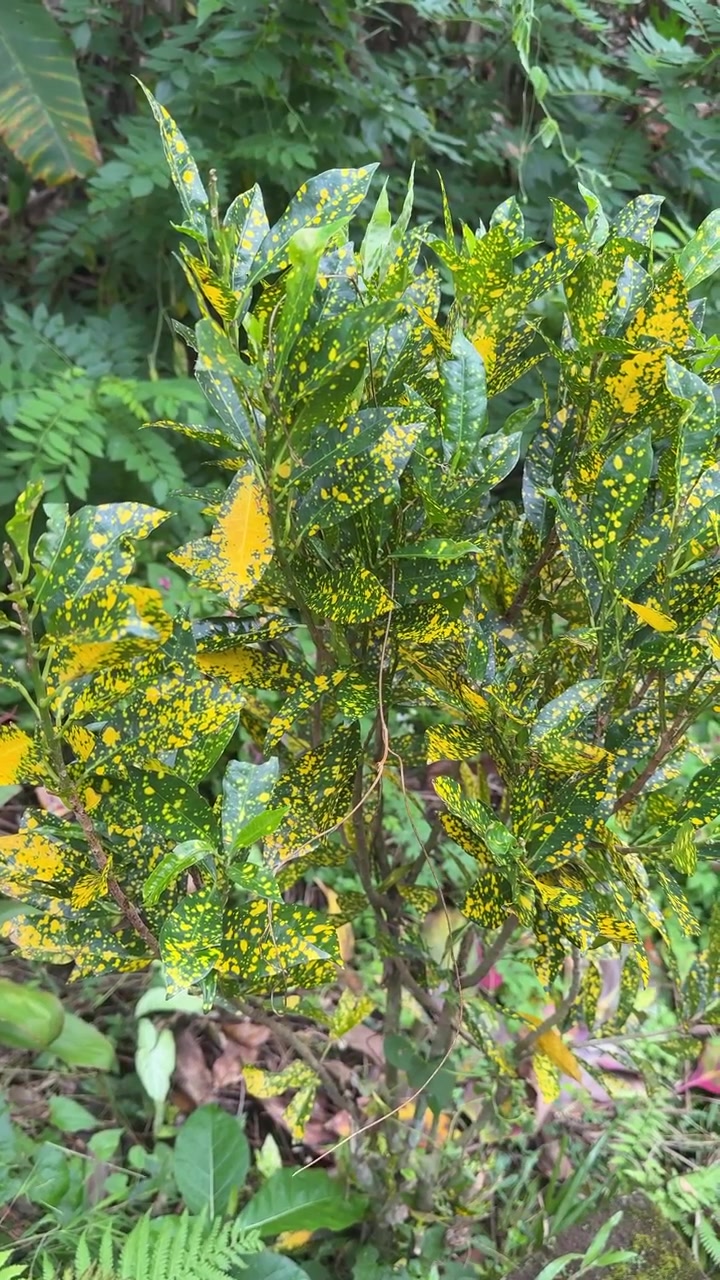 Close-up of a Vibrant Croton Plant with Spotted Yellow and Green Leaves