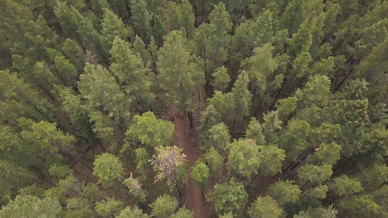 una ruta de senderismo por el bosque