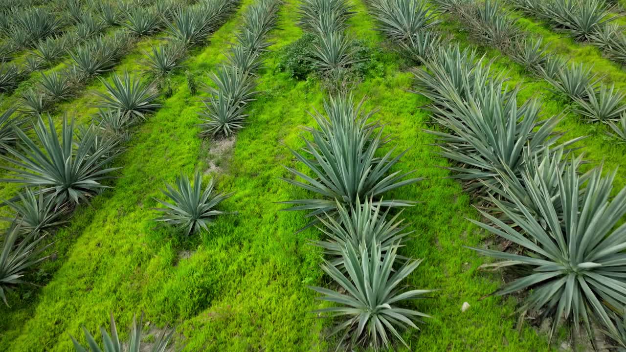 SLOW MOVING DRONE SHOT DOLLY IN OF AGAVE FIELDS AT LOW ALTITUDE