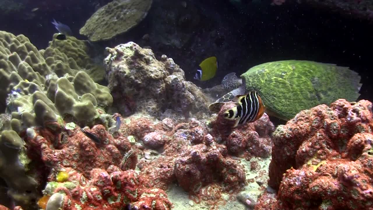 tortuga carey en koh tao-12