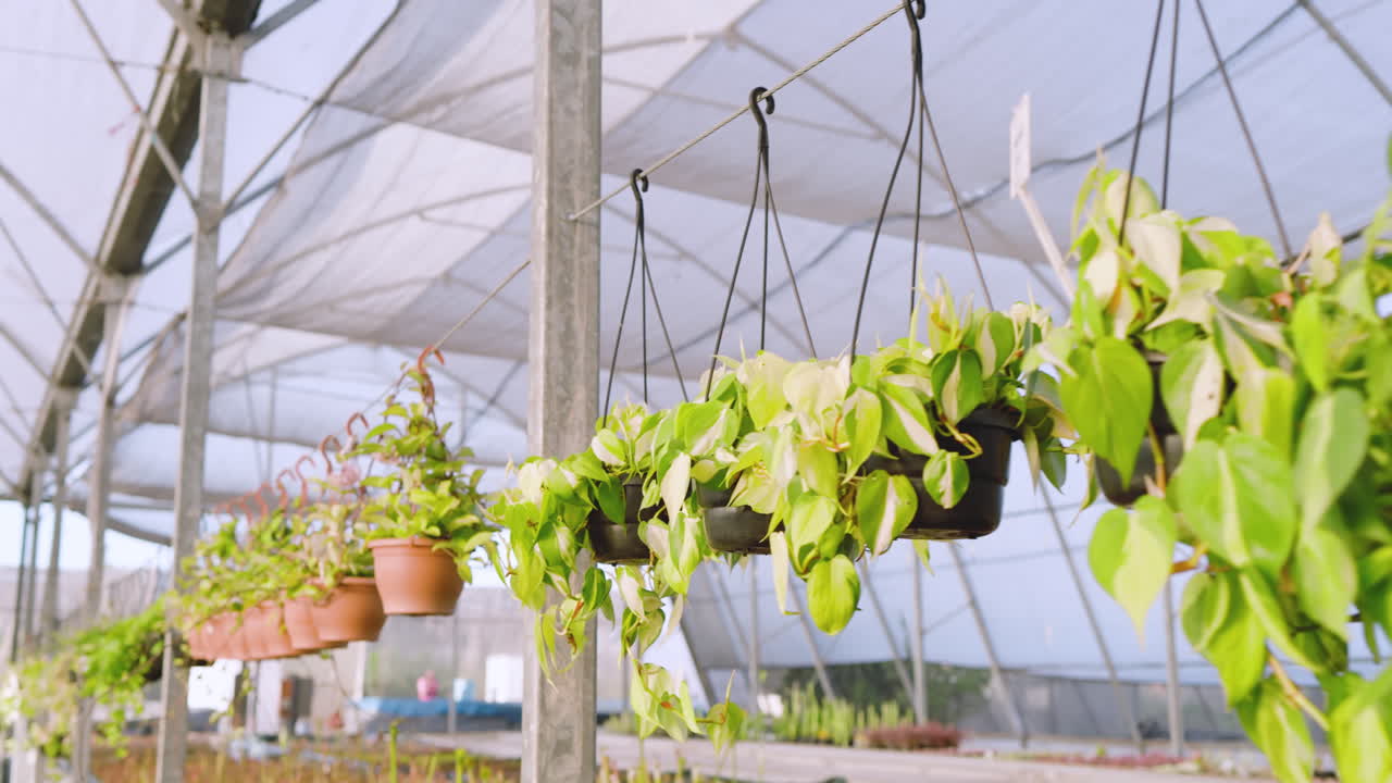 Hanging plants thriving in greenhouse nursery, showcasing vibrant green foliage