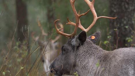 Long-medium-shot-of-two-Reindeer-in-a-herd-with-brownish-long-antlers-in-the-middle-of-wet-European-forest-on-a-cloudy-day