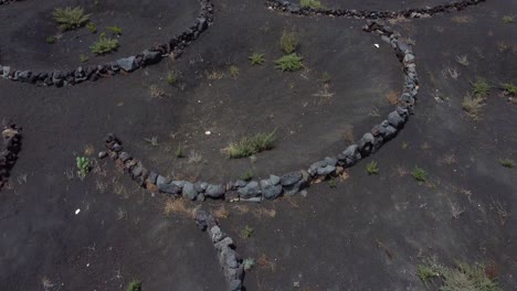 funnel-shaped vineyard at the la geria valley in lanzarote island in spain. aerial