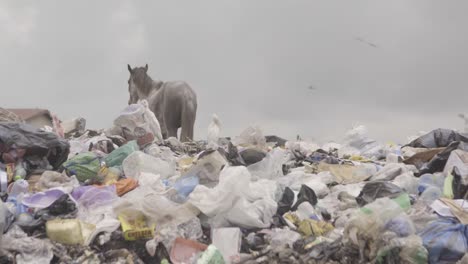 horse on rubbish pile nigeria 12