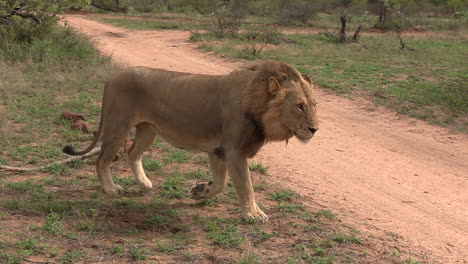 Close-view-of-male-lion-walking-on-grass-by-dirt-road-in-South-Africa