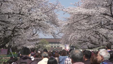 crowd moving under cherry blossom trees